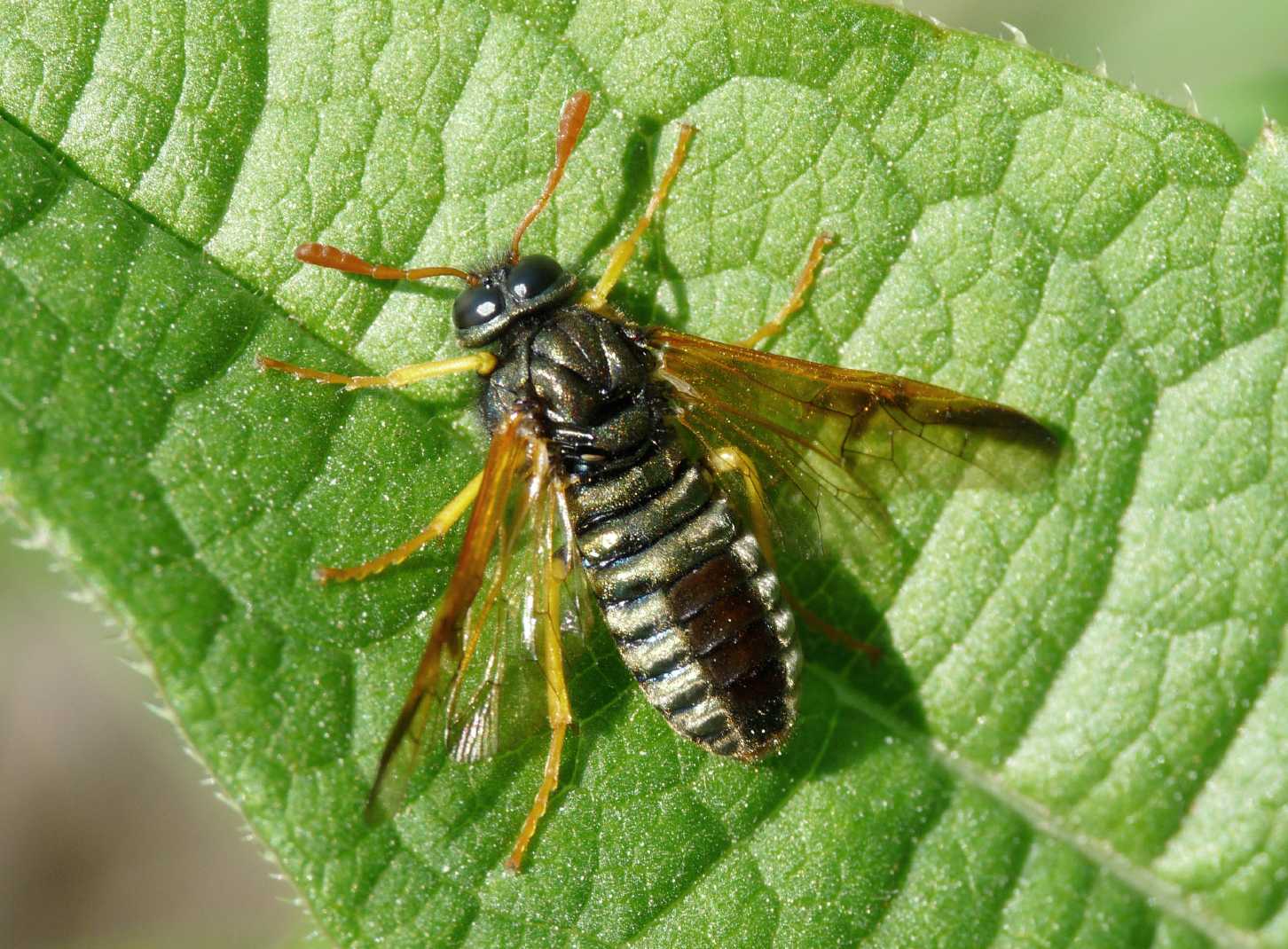 Imenottero dorato (Abia sericea)